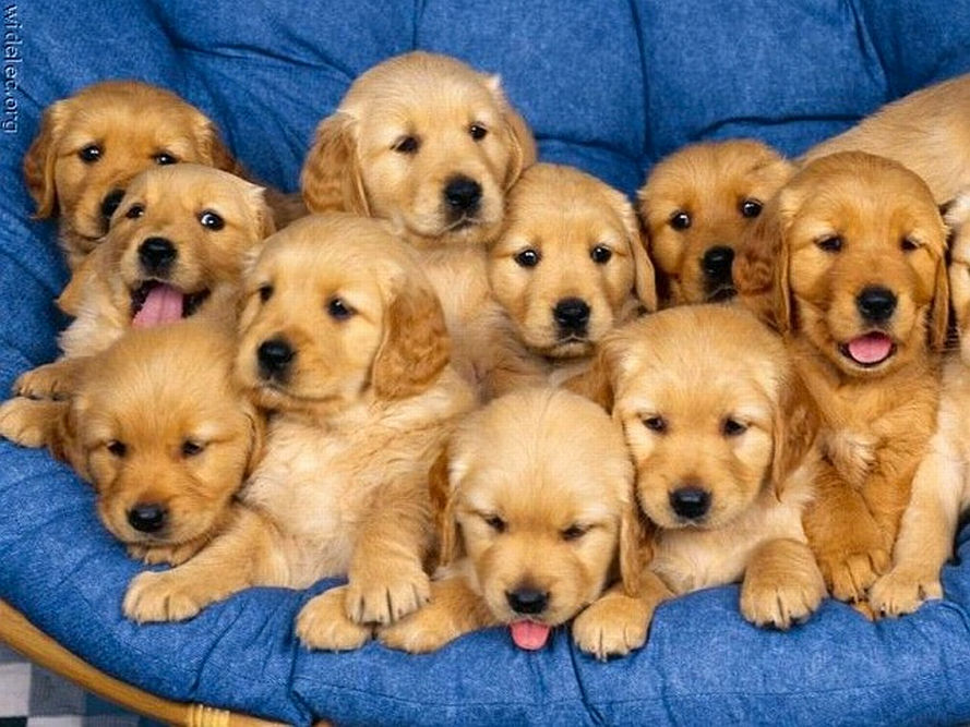 golden pups.jpg
