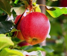 3apples55