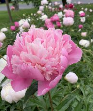 Peony