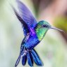 Hummingbird