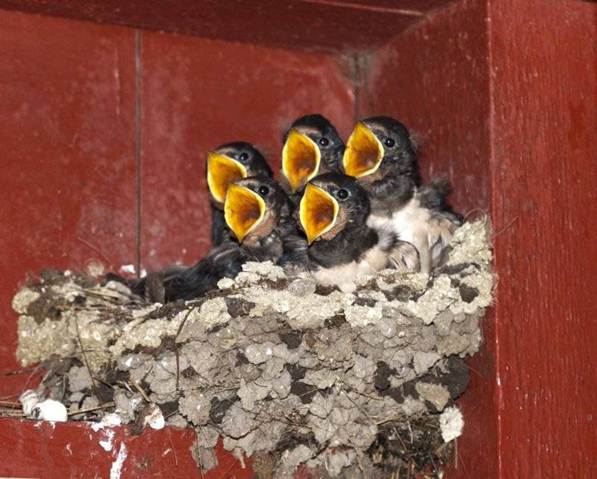 baby birds mouths open.jpg