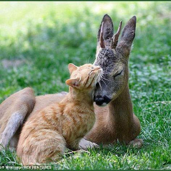 cat and fawn.jpg