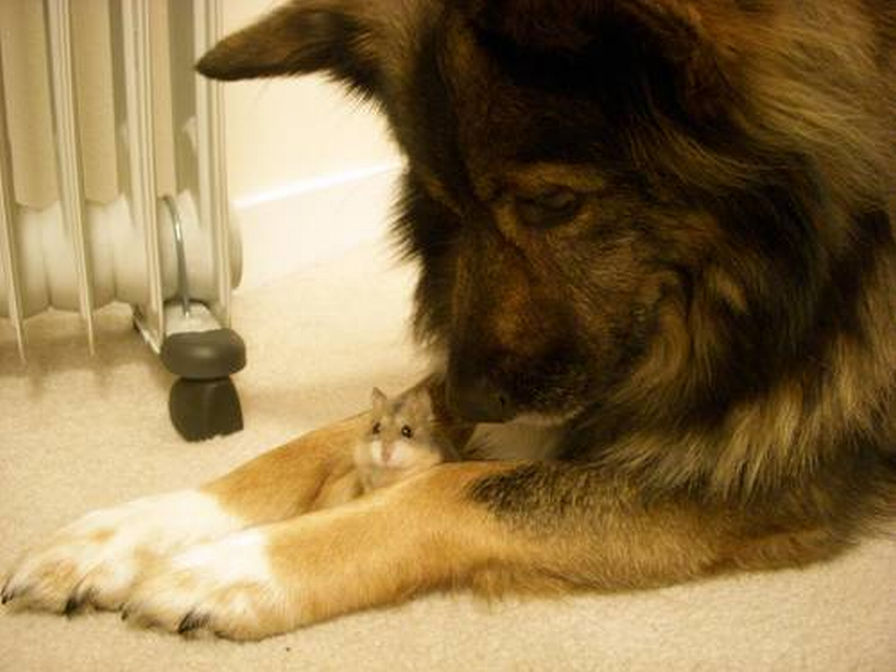 dog and mouse.jpg