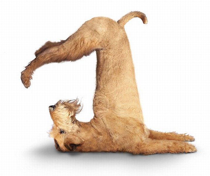 dog yoga pose.jpg