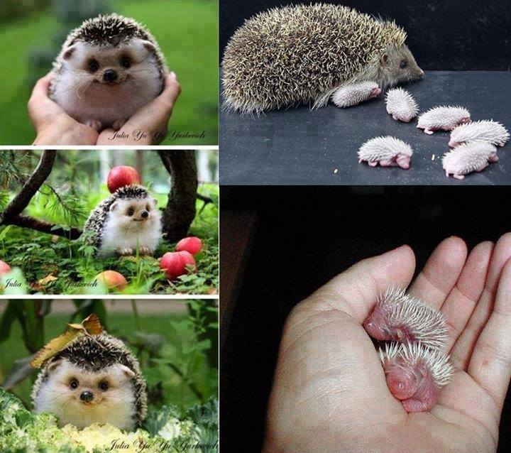 hedgehog.jpg