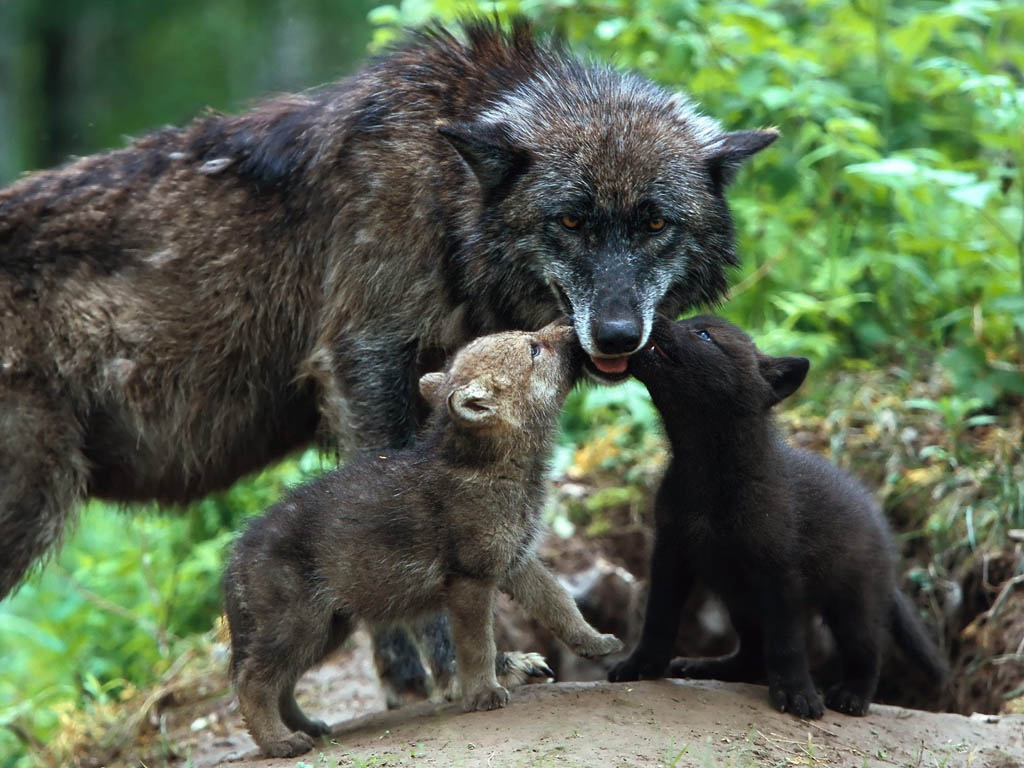 motherly-love-animals-370-12.jpg