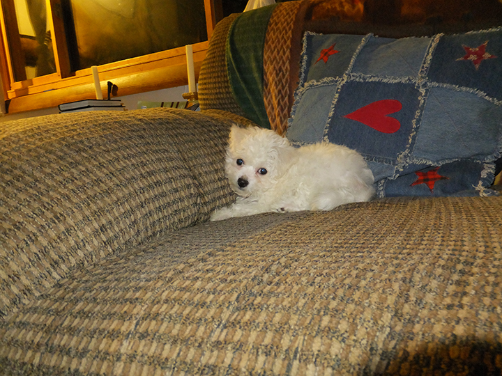 Puppy.jpg