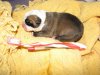 Chaya 2 hours old.JPG