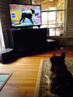 Hoolie Puppybowl.jpg