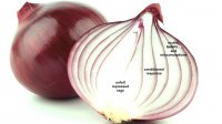 Onion-Red-1.jpg Onion-Red-1.jpg
