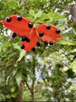 IMG_2690.jpeg