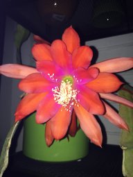 Cactusflower