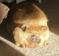 sleepyjay