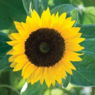 Sunflower17