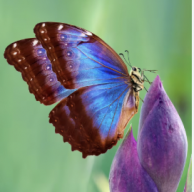 butterfly86