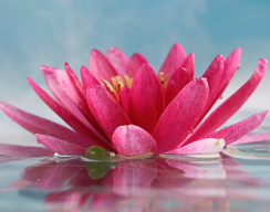 Dr. Alicia Batson's Blog