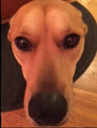 Reddog