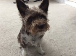Lou