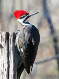 birder