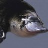 platypodes
