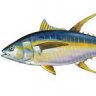 Yellowfin89