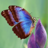 butterfly86