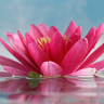 Dr. Alicia Batson's Blog
