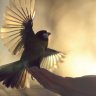 birdsetfree