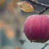 GardenOfFruit