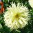 Dahlia