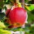 3apples55