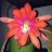 Cactusflower