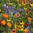 Wildflower6