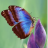 butterfly86