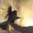 birdsetfree
